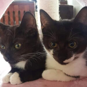 kotki-arbuz-1-procent