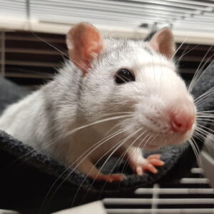 szczurek-arbuz-1-procent