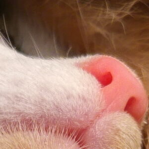 Read more about the article Koci Nos