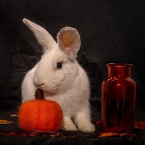 Aurora – REZERWACJA