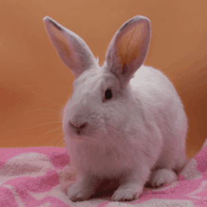 Aurora – REZERWACJA