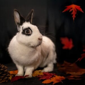 Elara – REZERWACJA