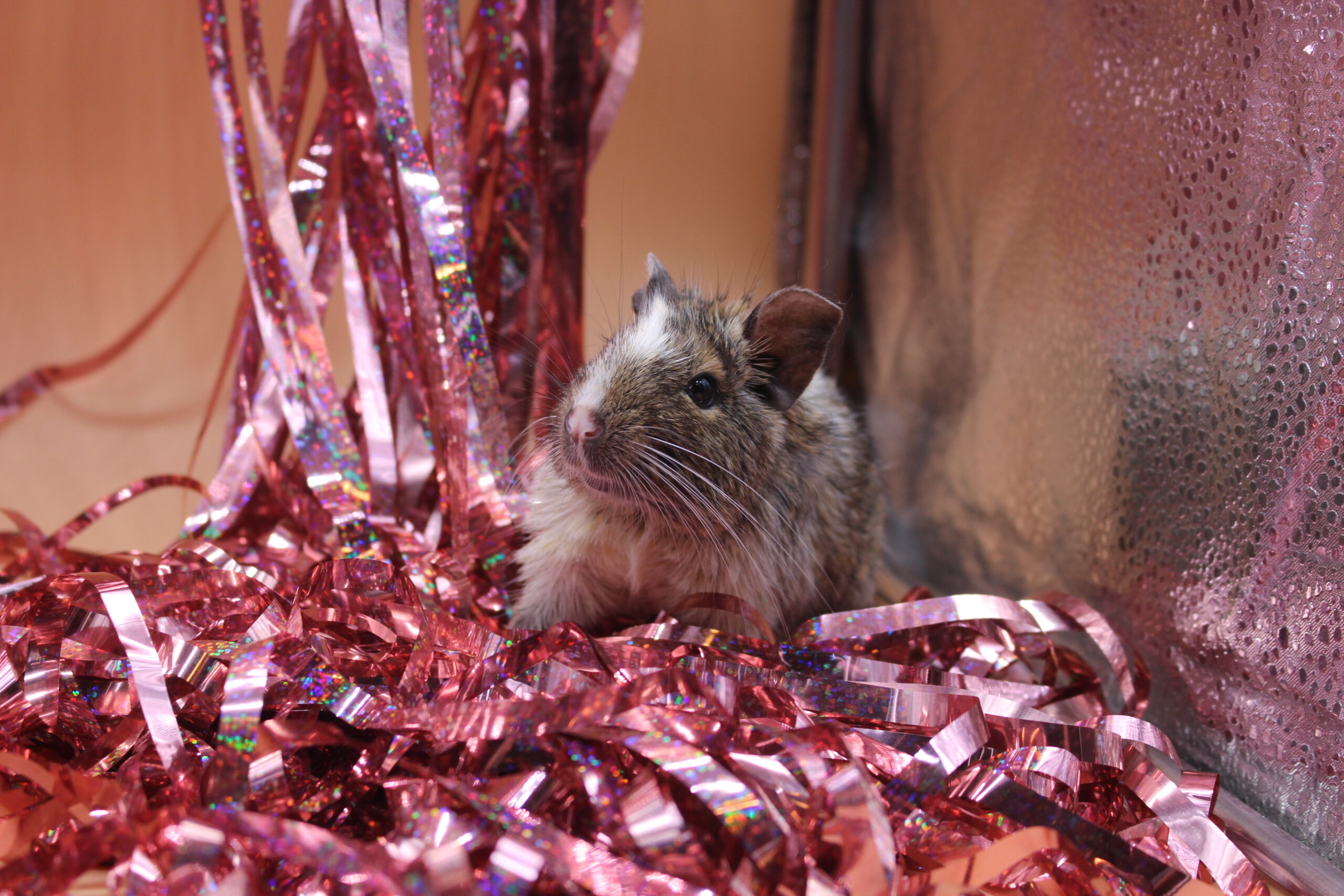 Skifty i Hawela - obrazek 2