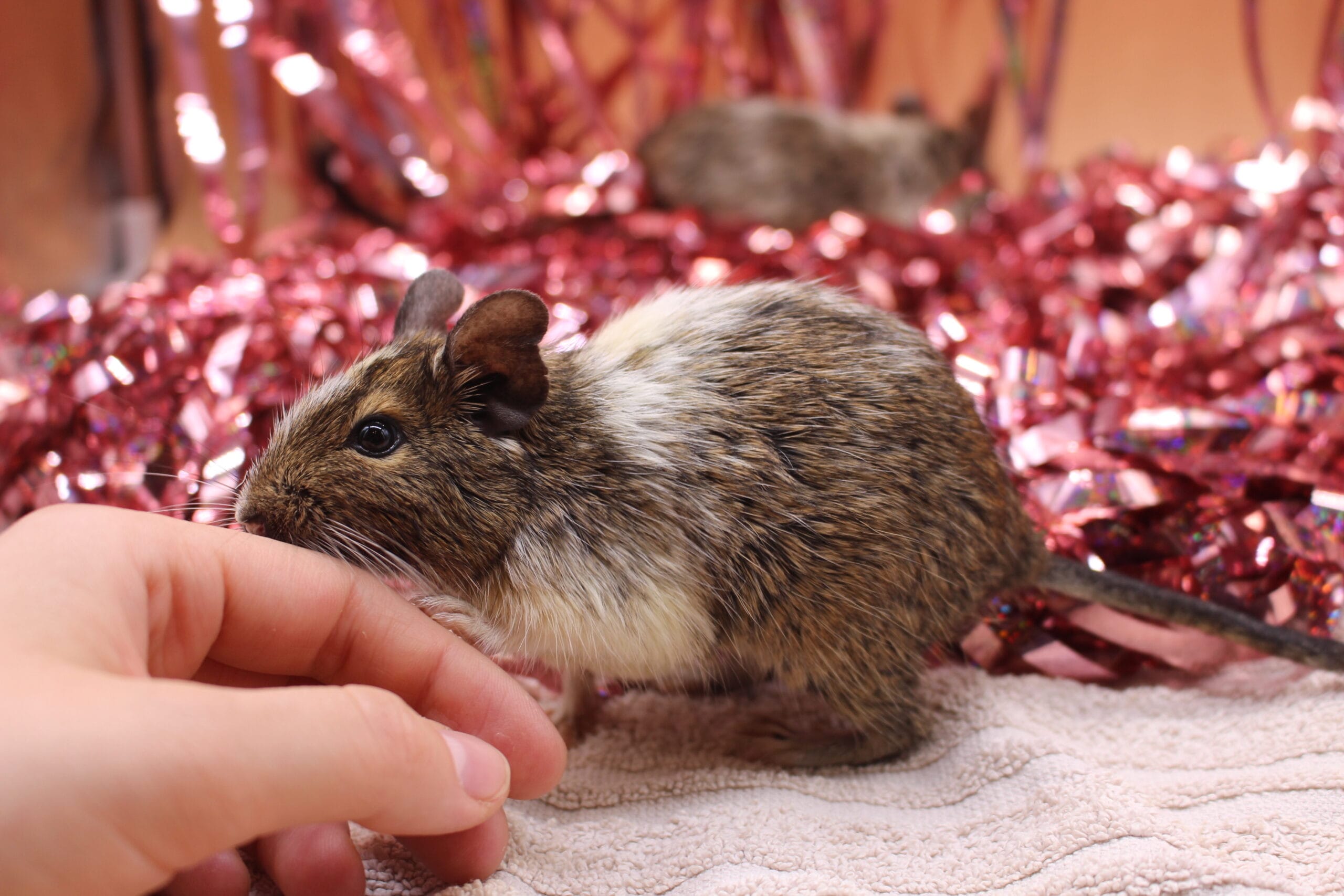 Skifty i Hawela - obrazek 3