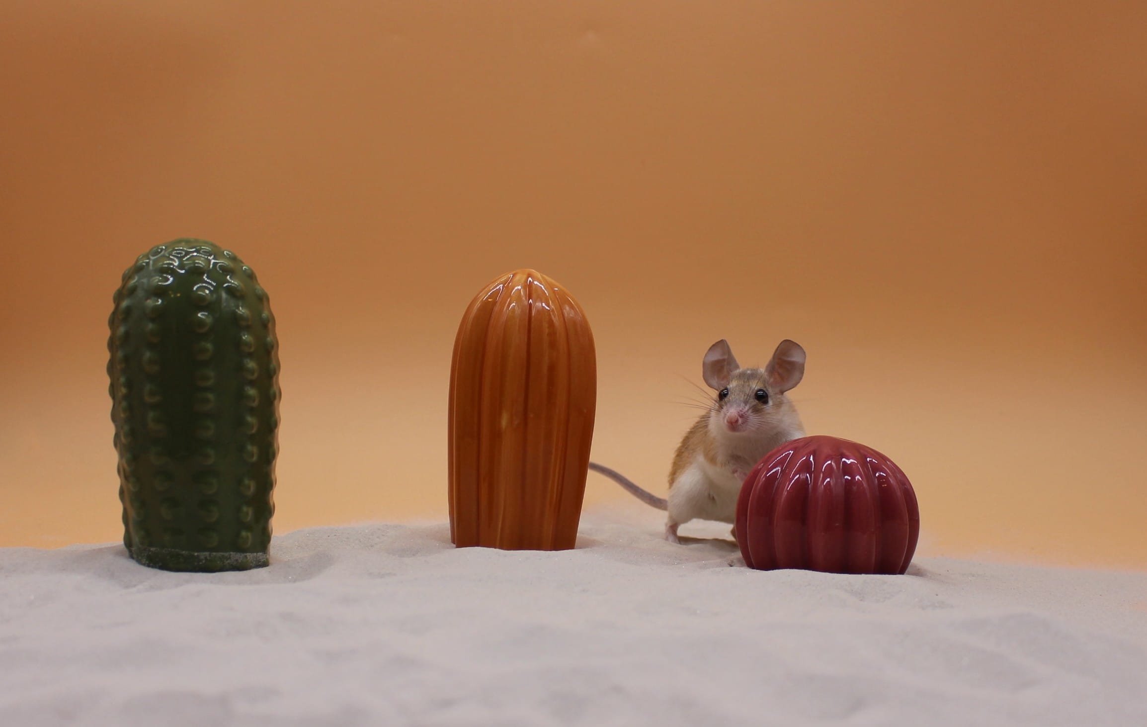 Atakama i Gobi - obrazek 3