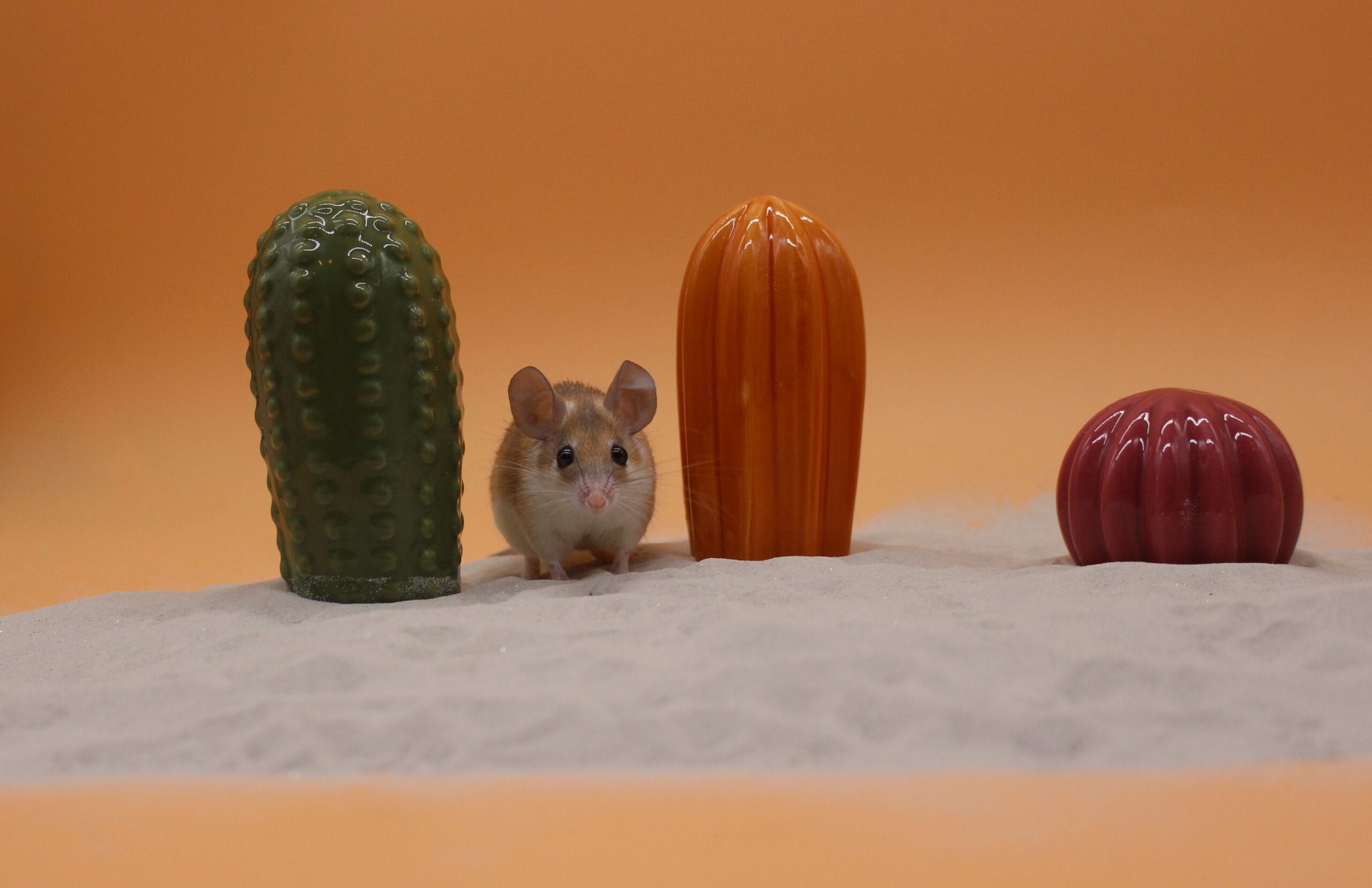 Atakama i Gobi - obrazek 2