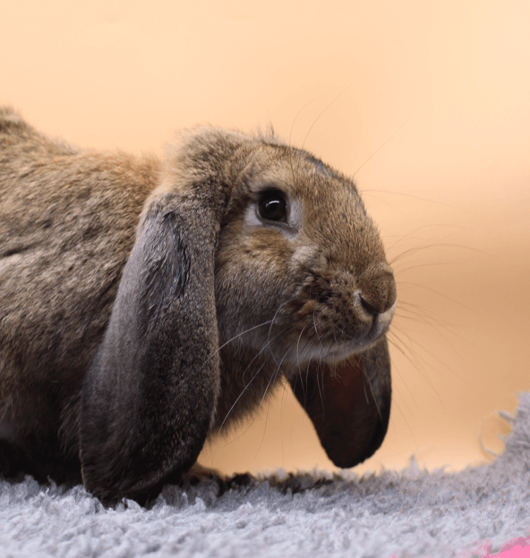 Eryk - REZERWACJA - obrazek 2