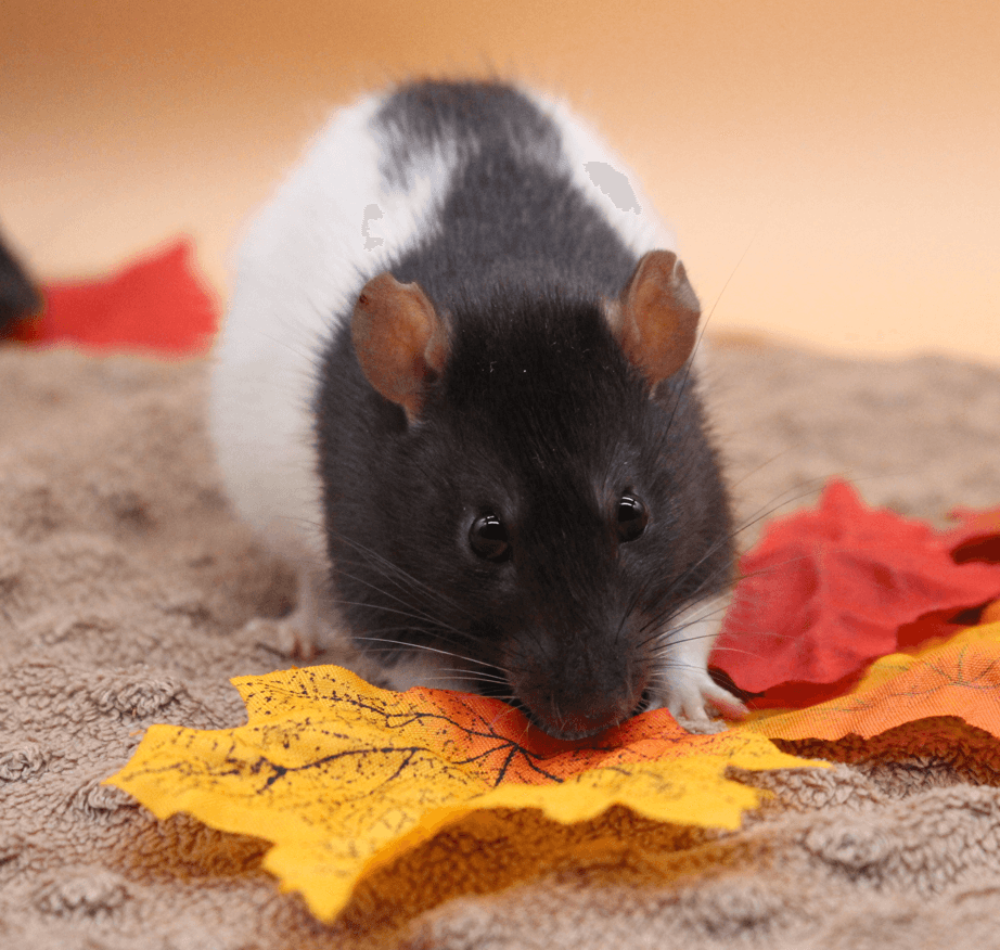 Stadko Harukiego - obrazek 2