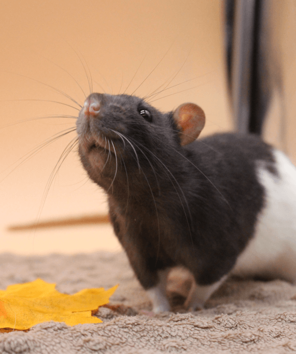 Stadko Harukiego - obrazek 3