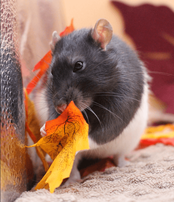 Stadko Harukiego - obrazek 4