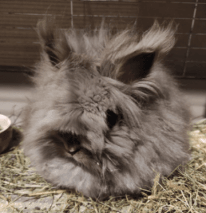 Welurek - REZERWACJA