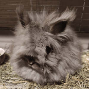 Welurek – REZERWACJA