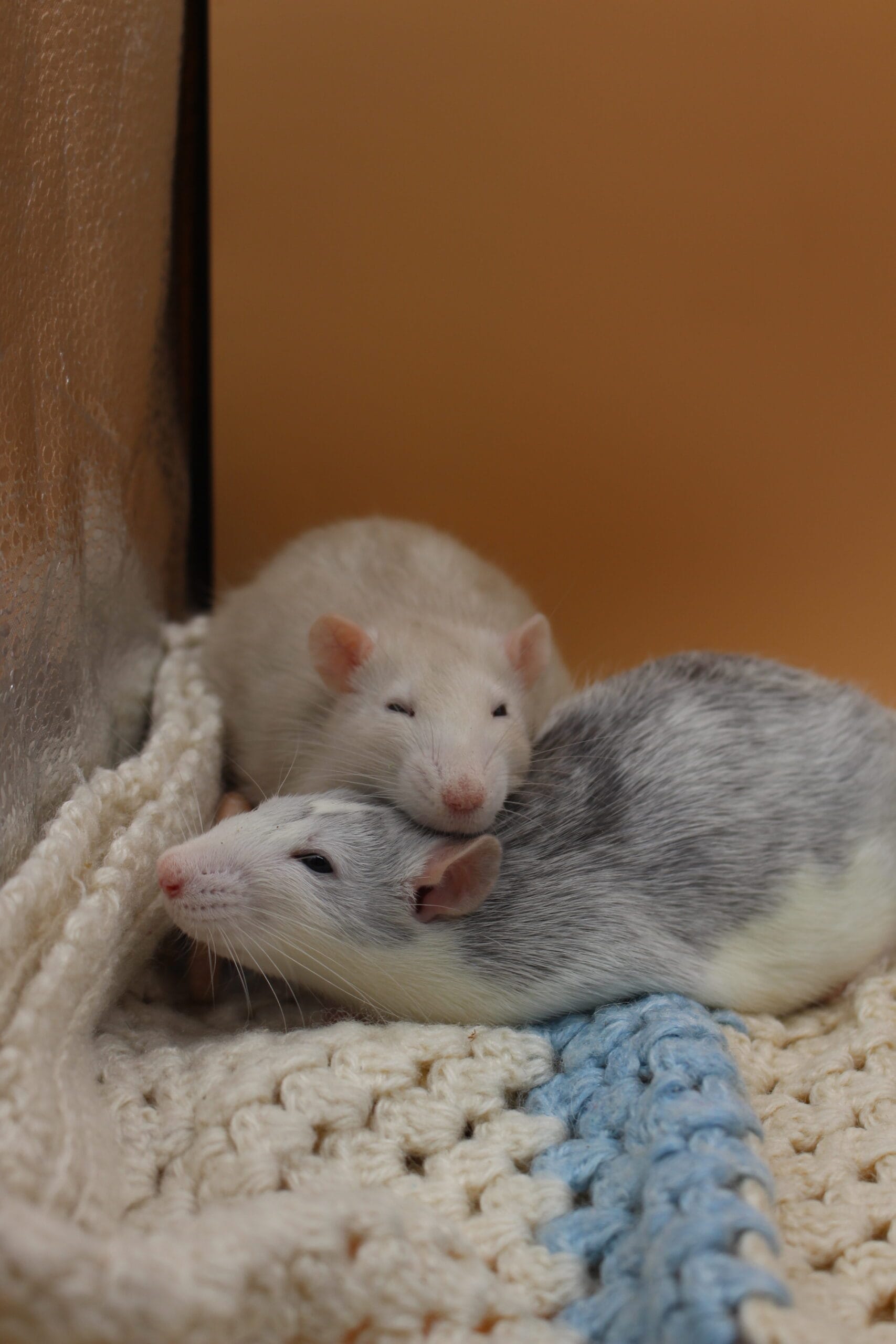 Haskacze - obrazek 2