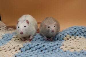 Racuszek i Biszkopcik - rezerwacja