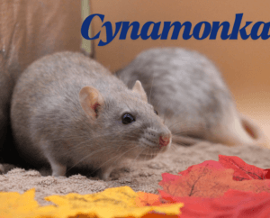 Ptysia i Cynamonka - Rezerwacja