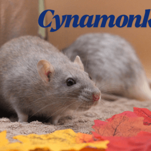 Ptysia i Cynamonka – Rezerwacja