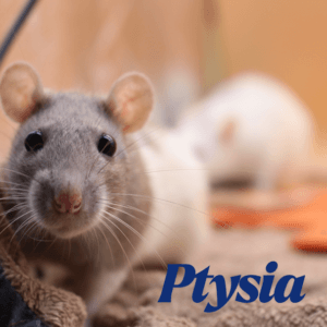 Ptysia i Cynamonka – Rezerwacja