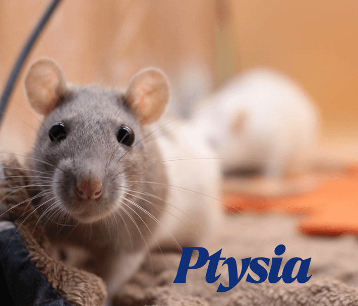 Ptysia i Cynamonka - Rezerwacja - obrazek 2