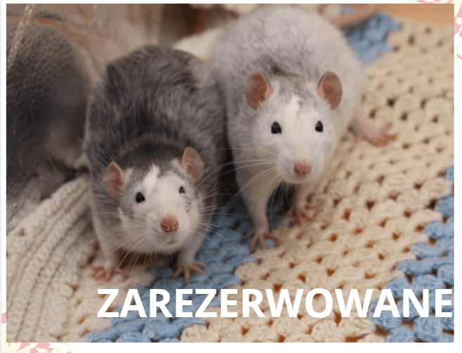 Haskacze - obrazek 4