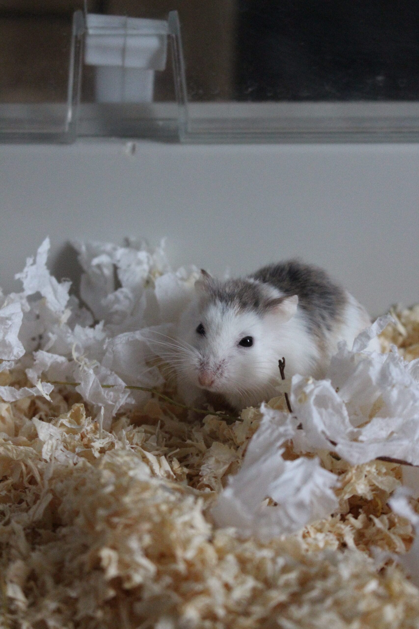 Mantikora - obrazek 2