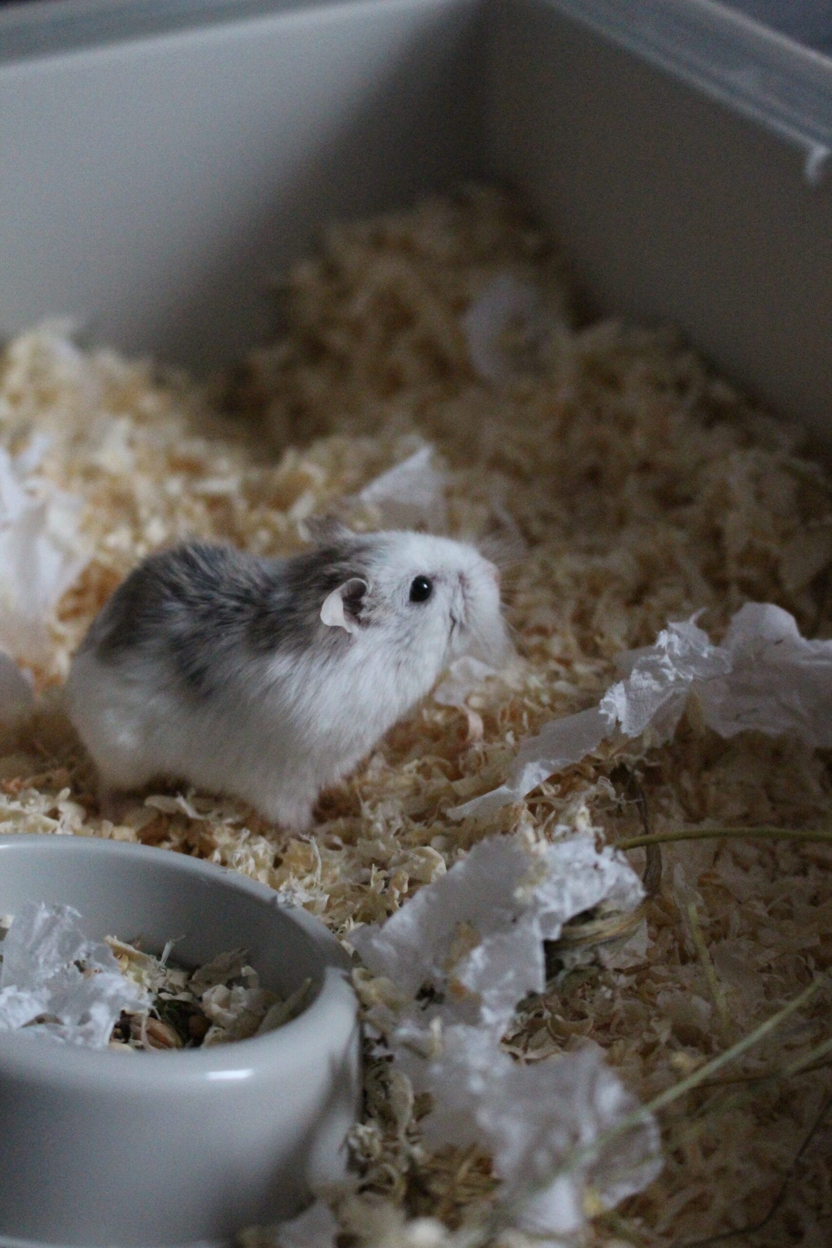 Mantikora - obrazek 3