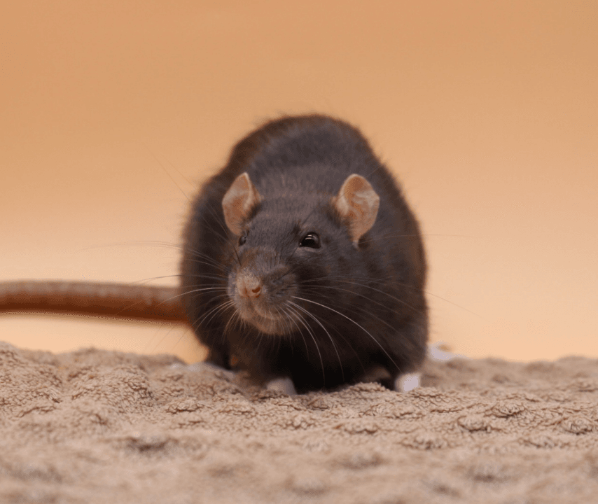 Lukrecja - obrazek 2