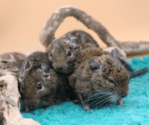 Magnolia, Malwa oraz Brawurka