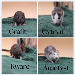 Ametyst, Kwarc, Cytryn, Grafit