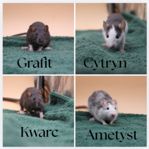 Ametyst, Kwarc, Cytryn, Grafit