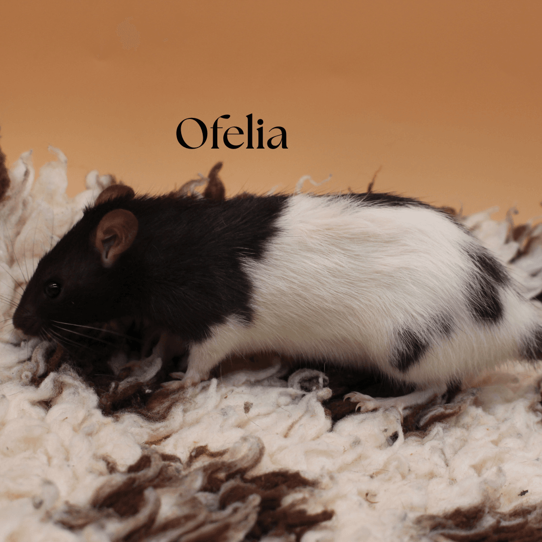 Ofelia, Kamelia oraz Lilia - obrazek 3