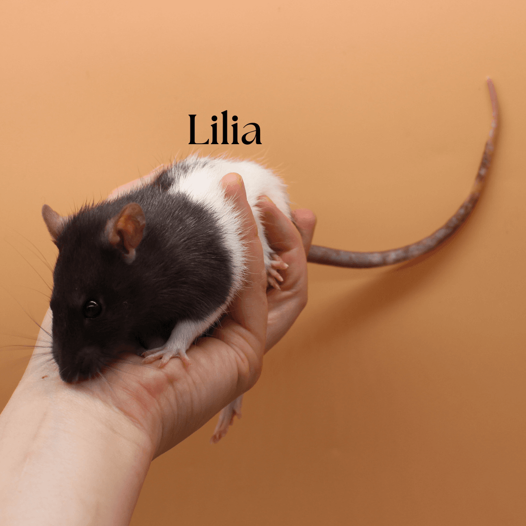 Ofelia, Kamelia oraz Lilia - obrazek 2