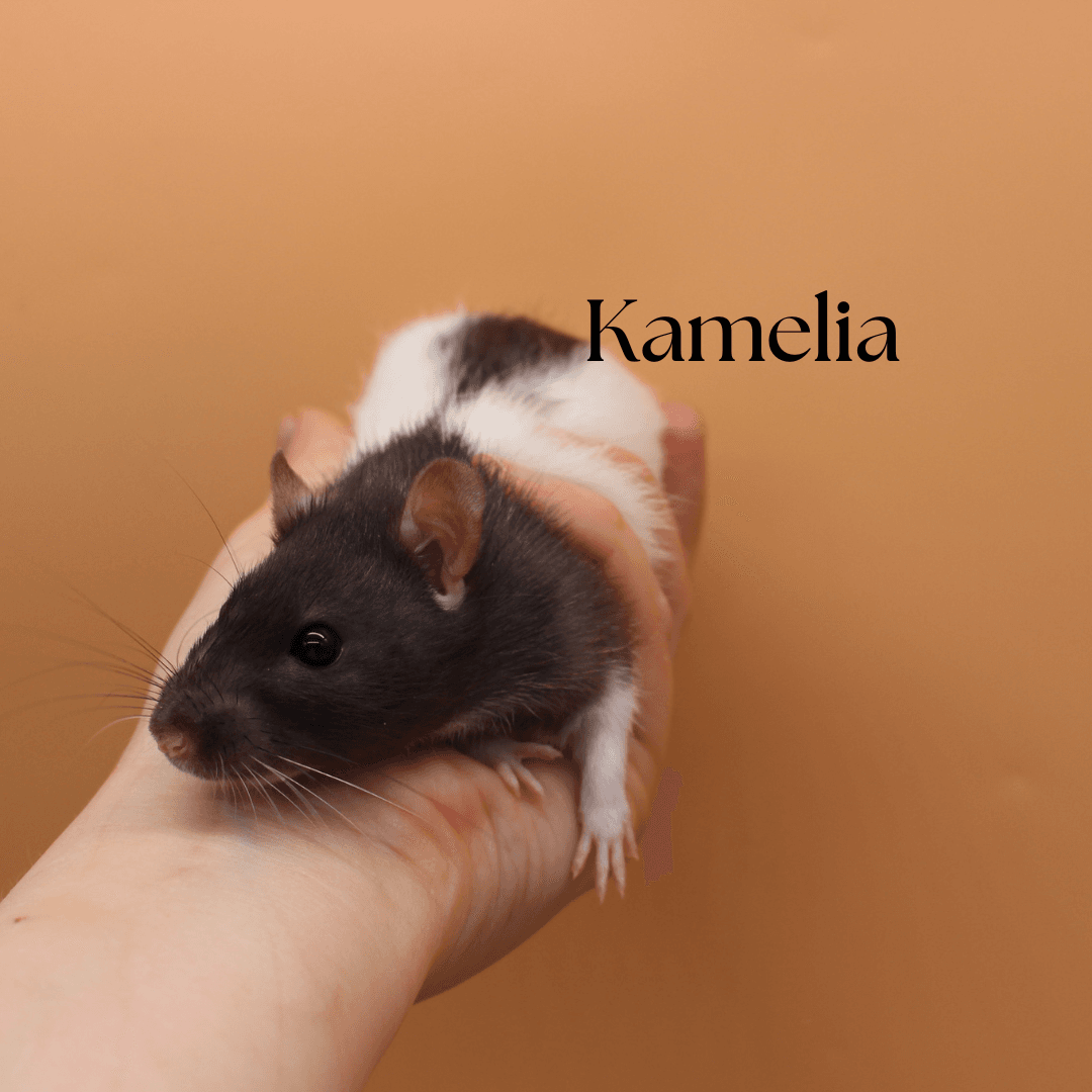 Ofelia, Kamelia oraz Lilia - obrazek 4