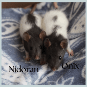 Nidoran, Onix i Pikachu