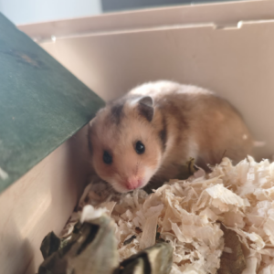 Paku